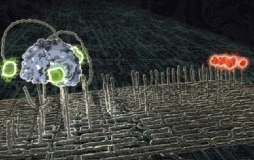 美國科學家研制出納米機器人 可清理動脈血管垃圾