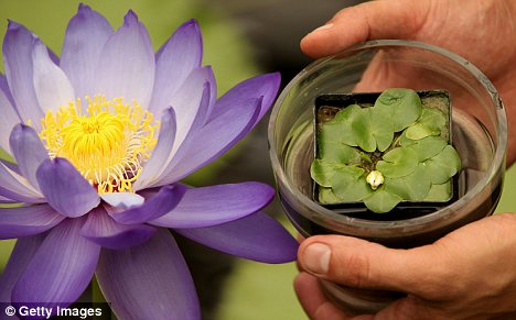 英重新培育出已滅絕的世界最袖珍睡蓮(圖)