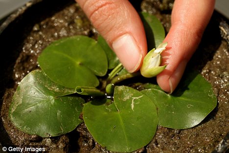 英重新培育出已滅絕的世界最袖珍睡蓮(圖)