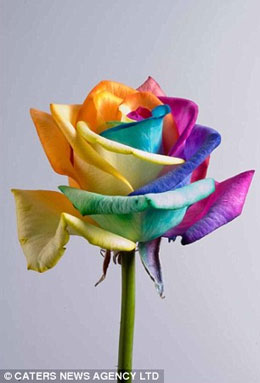 荷蘭花商培育“彩虹玫瑰” 一支七色完美祝福