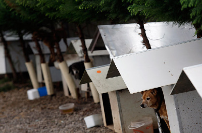巴西驚現“狗貧民窟” 有1600只狗居民(組圖)