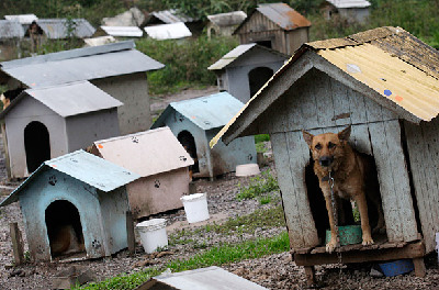 巴西驚現(xiàn)“狗貧民窟” 有1600只狗居民(組圖)