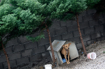 巴西驚現(xiàn)“狗貧民窟” 有1600只狗居民(組圖)