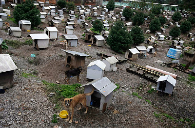巴西驚現“狗貧民窟” 有1600只狗居民(組圖)