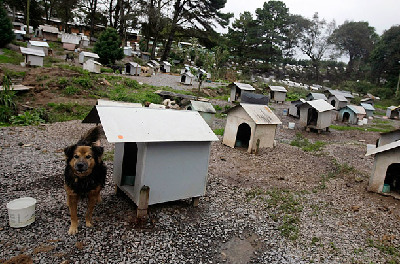 巴西驚現(xiàn)“狗貧民窟” 有1600只狗居民(組圖)