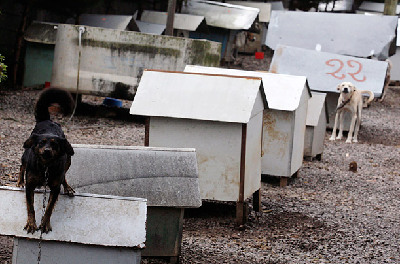 巴西驚現(xiàn)“狗貧民窟” 有1600只狗居民(組圖)