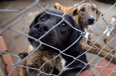 巴西驚現“狗貧民窟” 有1600只狗居民(組圖)