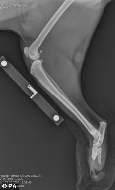 英國貓裝仿生假肢 人類有望獲益