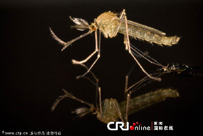 英國一工作室拍攝蚊子孵化場景(高清組圖)