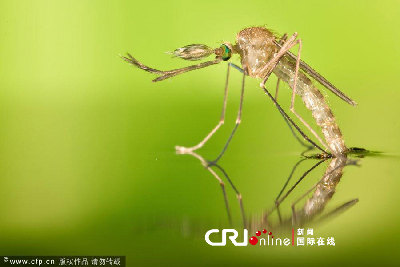 英國一工作室拍攝蚊子孵化場景(高清組圖)