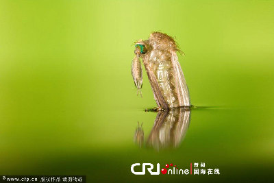 英國一工作室拍攝蚊子孵化場景(高清組圖)