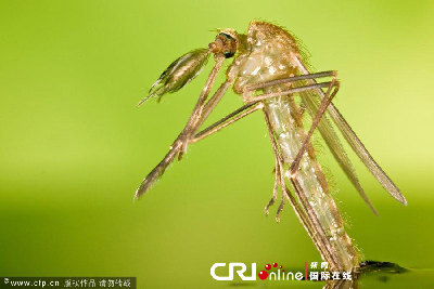 英國一工作室拍攝蚊子孵化場景(高清組圖)