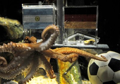 神奇章魚預測世界杯德國將戰勝阿根廷
