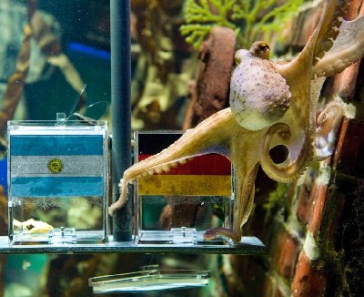 神奇章魚預測世界杯德國將戰勝阿根廷