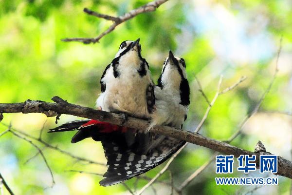 大斑啄木鳥的“愛情故事”