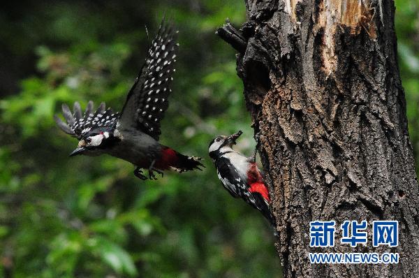 大斑啄木鳥的“愛情故事”