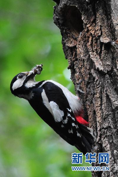 大斑啄木鳥的“愛情故事”