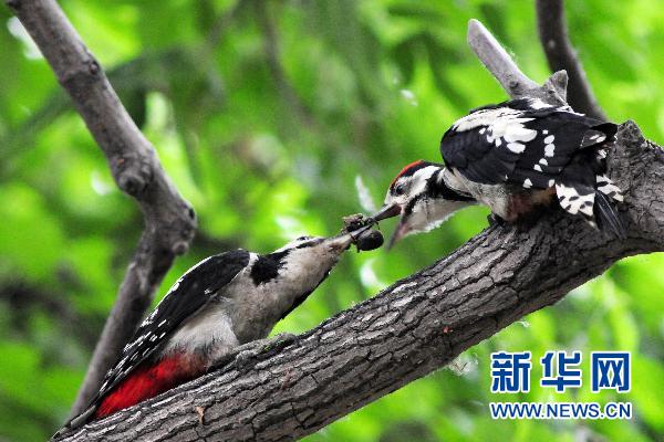 大斑啄木鳥的“愛情故事”