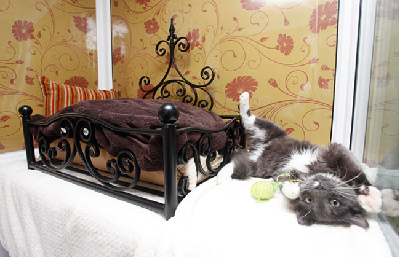 圖：英國出現專為貓設計的“5星級酒店”