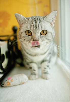 圖：英國出現(xiàn)專為貓設(shè)計的“5星級酒店”