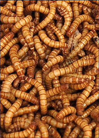 維也納一老人被蛆啃食而死 妻子袖手旁觀（圖）