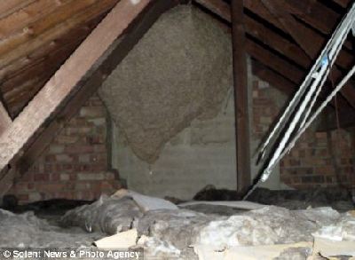 近50年來世界最大黃蜂巢現身英國 如微型轎車大小