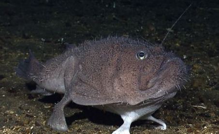 深海驚現(xiàn)“四條腿”安康魚 不愛游泳愛“走路”