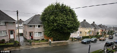 英男子住宅前種“樹林”高10余米 鄰居們將其告上法庭