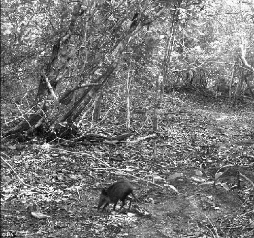 科學(xué)家在肯尼亞發(fā)現(xiàn)大型象鼩 很可能是新物種