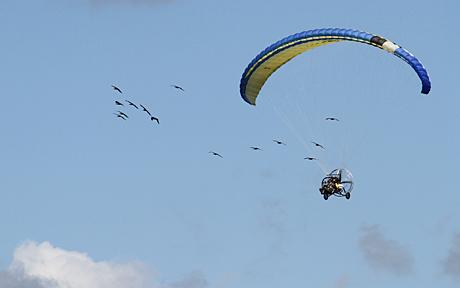 人工喂養歐洲禿鵑不會遷徙 科學家用滑翔飛翼引導