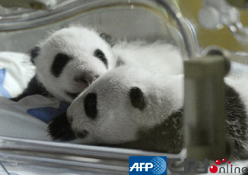 西班牙人工授精雙胞胎大熊貓寶寶首次亮相(高清組圖)