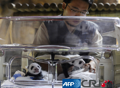 西班牙人工授精雙胞胎大熊貓寶寶首次亮相(高清組圖)