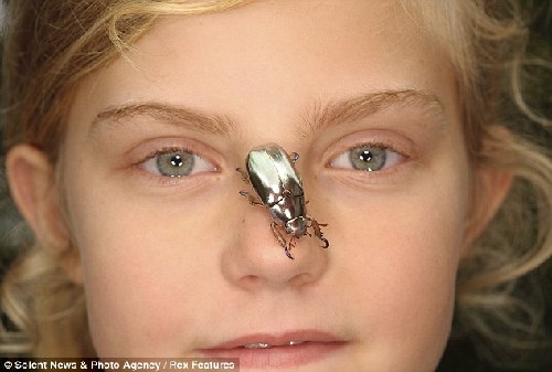 攝影師在哥斯達(dá)黎加拍到罕見銀色甲殼蟲