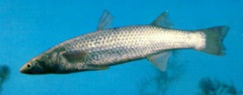 美婦女劃皮艇遭飛魚“襲胸” 肋骨斷幾根肺部險刺穿