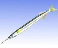 美婦女劃皮艇遭飛魚“襲胸” 肋骨斷幾根肺部險刺穿