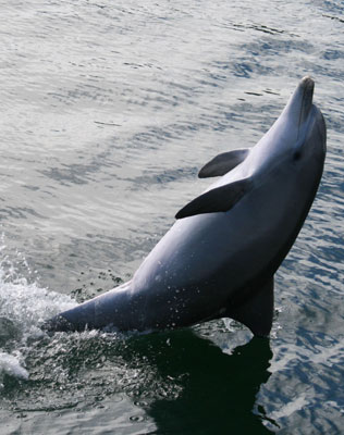 野生海豚大秀“尾部行走” 疑從海洋館“偷師學(xué)藝”