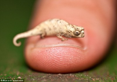 英攝影師發現迷你變色龍 身體比人手指甲還小