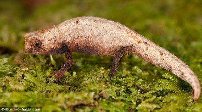 英攝影師發現迷你變色龍 身體比人手指甲還小