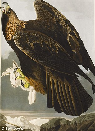 《美國鳥類》拍出730萬英鎊 成“史上最貴圖書”