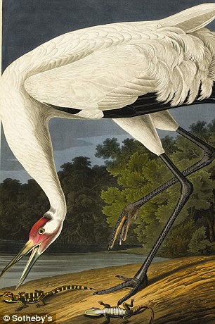 《美國鳥類》拍出730萬英鎊 成“史上最貴圖書”