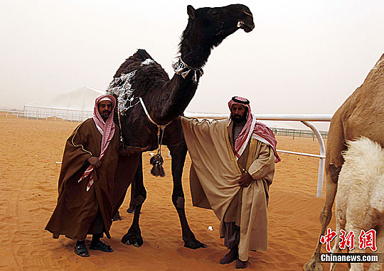 沙特舉行駱駝選美大賽 大眼高鼻厚嘴唇為美（圖）