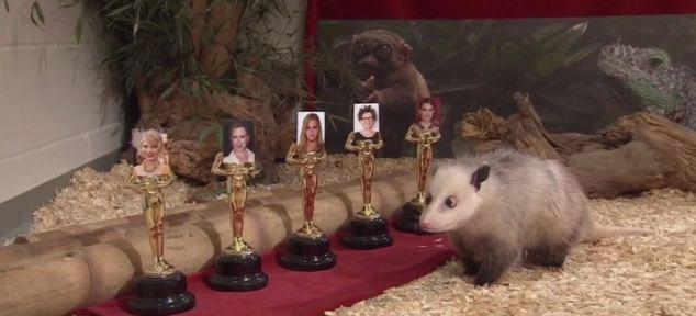 “對(duì)眼鼠”接力“章魚(yú)帝” 預(yù)測(cè)奧斯卡獎(jiǎng)最佳女主角