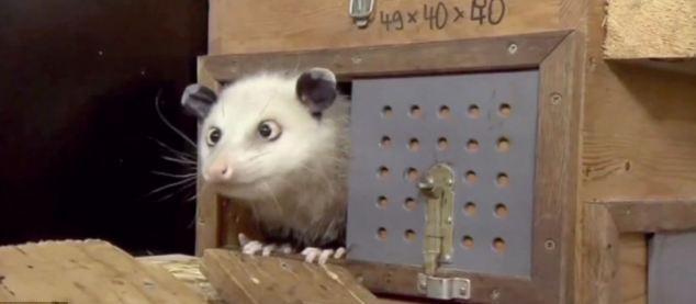 “對眼鼠”接力“章魚帝” 預測奧斯卡獎最佳女主角