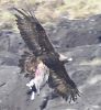 英攝影師抓拍金雕捕羊瞬間 絕對(duì)力量令人驚嘆