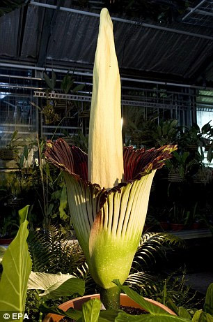 “世界上最臭的花”瑞士綻放 近十年來(lái)全球首次