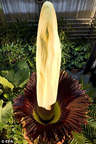 “世界上最臭的花”瑞士綻放 近十年來(lái)全球首次