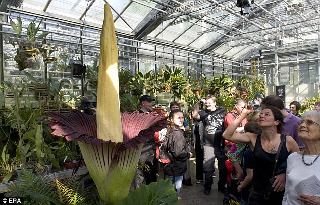 “世界上最臭的花”瑞士綻放 近十年來(lái)全球首次