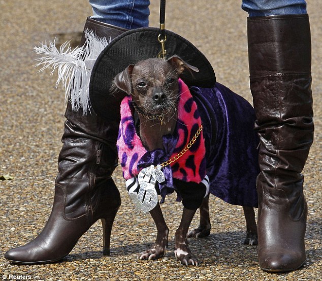 戴妃故居前狗狗精心裝扮一決高低 為修復工程籌款