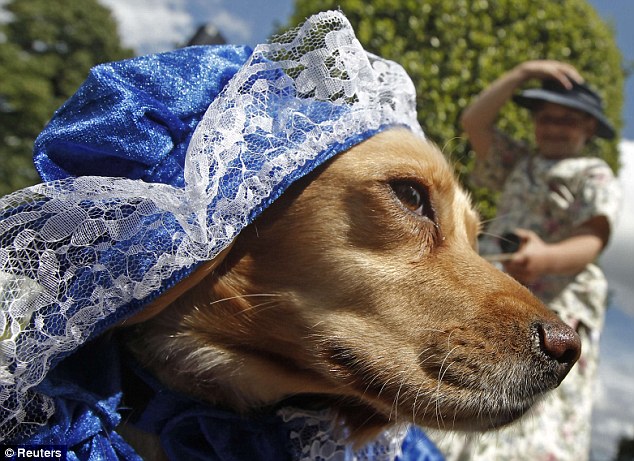 戴妃故居前狗狗精心裝扮一決高低 為修復(fù)工程籌款