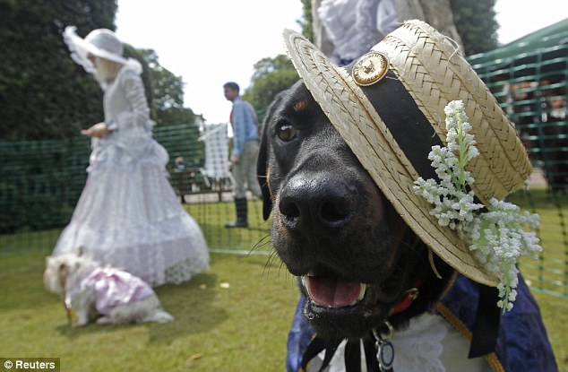 戴妃故居前狗狗精心裝扮一決高低 為修復工程籌款